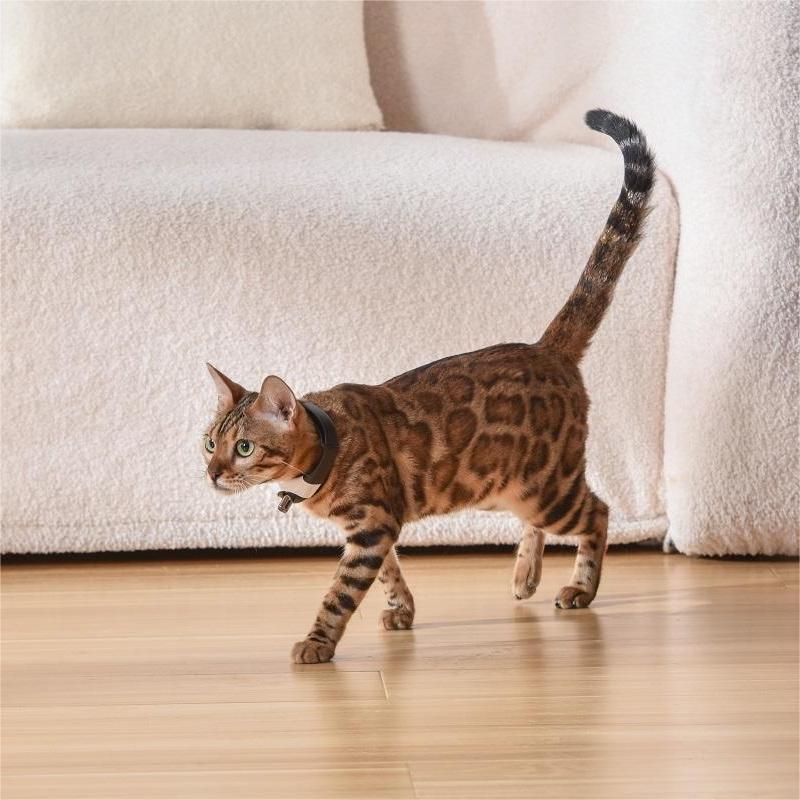 Smart Laser Cat Collar Toy – The Hands-Free Laser That Keeps Cats Playing for Hours